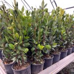 Vavrín pravý - bobkový list (Laurus nobilis) - výška 40-60cm, kont. C3L 